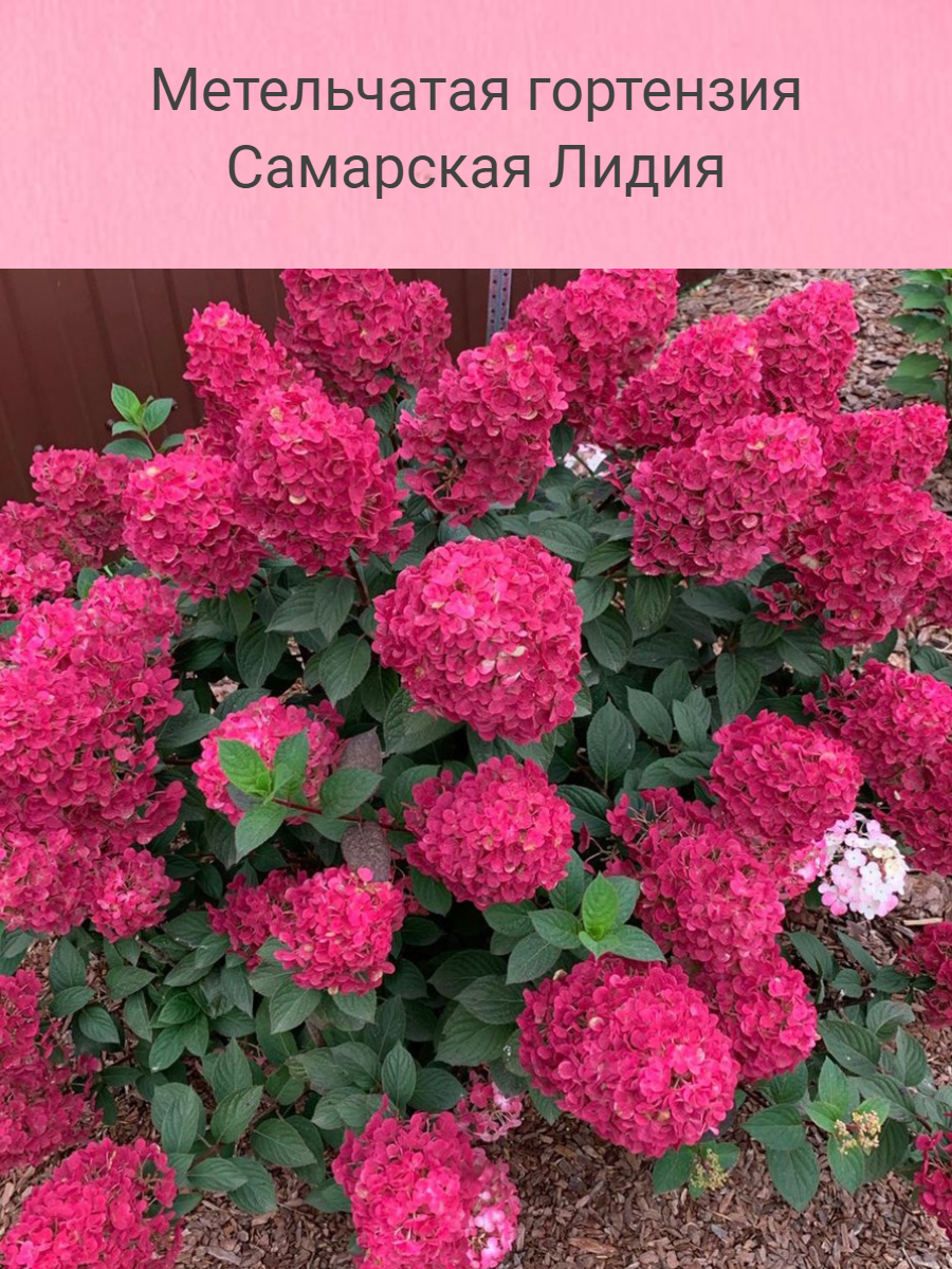 Метельчатая гортензия...