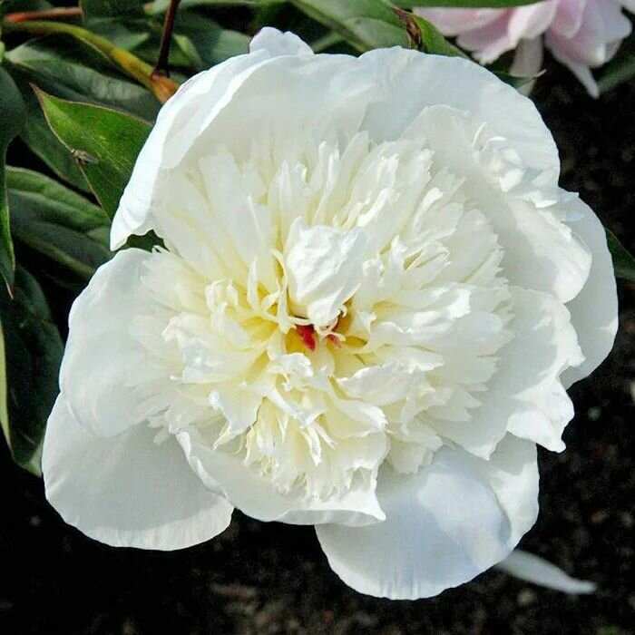 Пион травянистый Имакулее 1шт