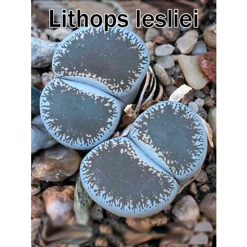 Литопсы Lithops lesliei v.venteri (живые камни, суккуленты) набор для выращивания (семена, грунт, горшочек, инструкция по посеву).