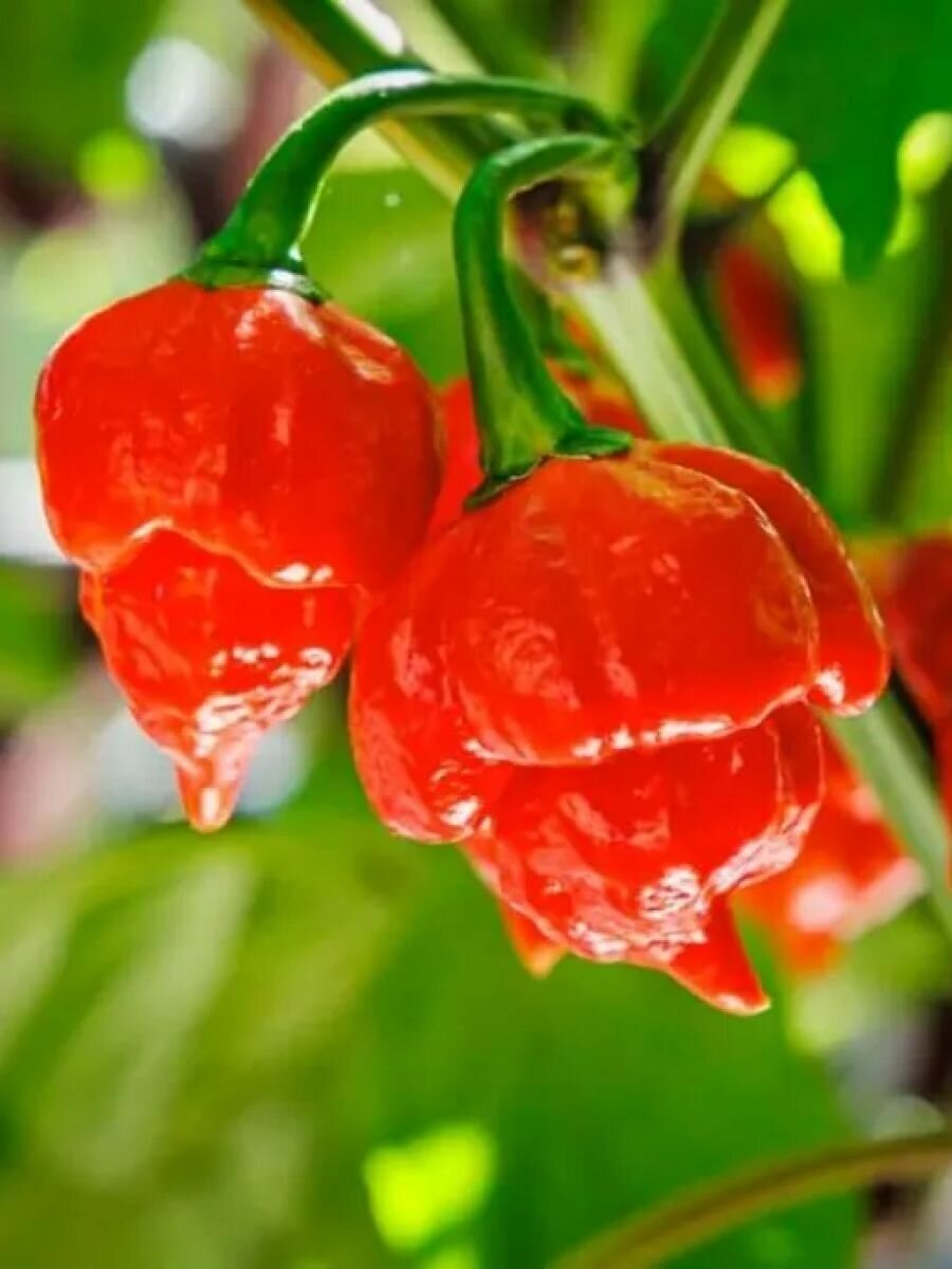 Семена Острый перец Trinidad scorpion red (Тринидад скорпион красный), 5 штук