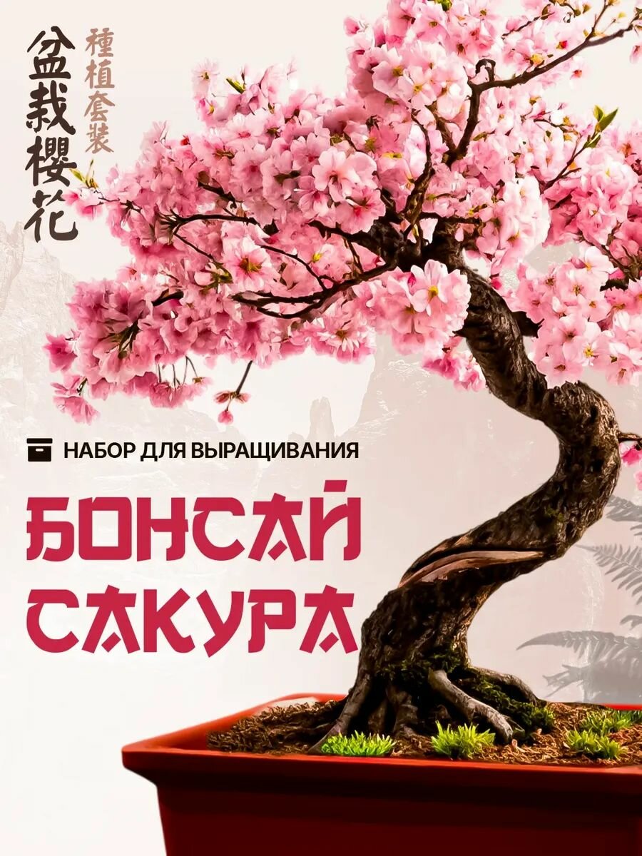 Бонсай большой подарочный набор для выращивания растений Сакура