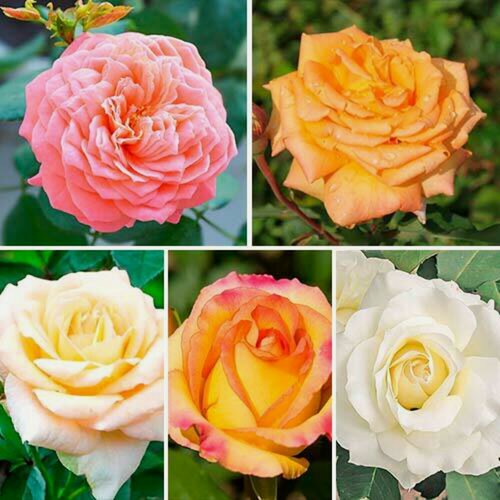 Изображение товара Комплект чайно-гибридных роз Ароматный букет из 5 сортов / ароматные