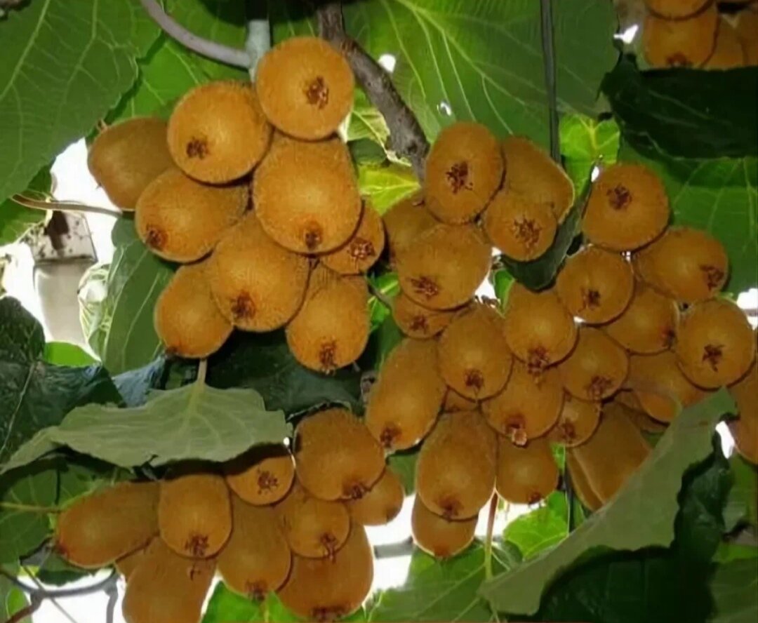 Киви Крымский- семена 10 шт+ подарок!