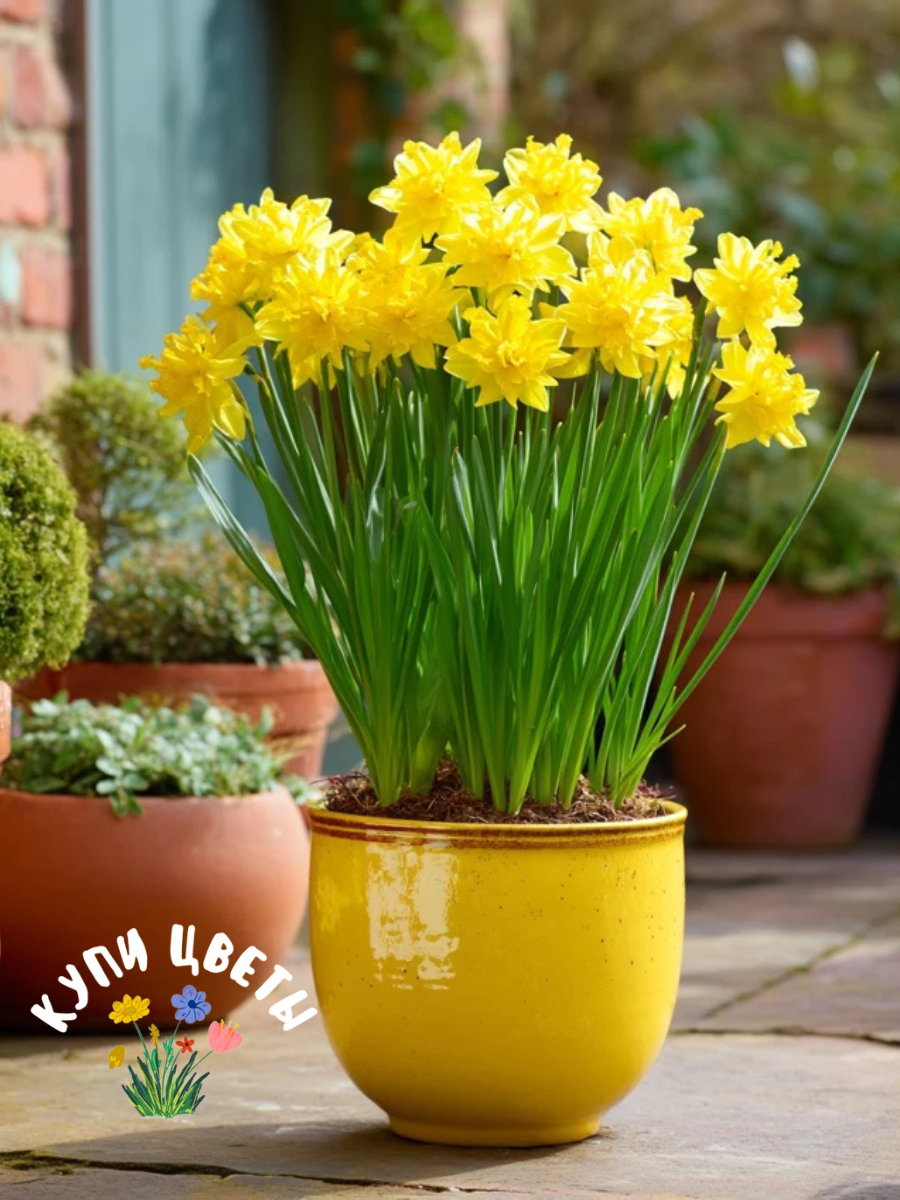 Луковицы цветов купи цветы Нарцисс TAKE ME HOME (3 луковицы)