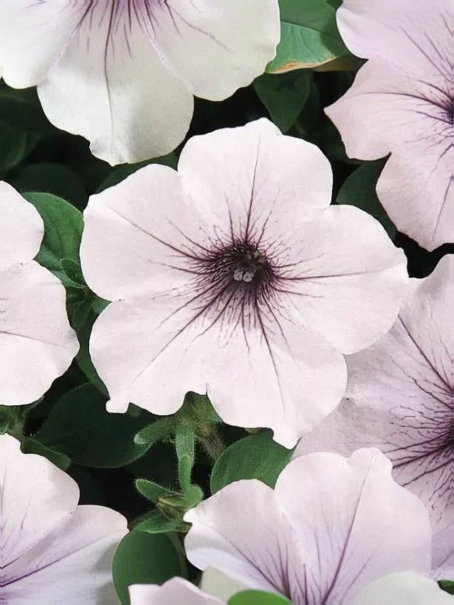 Петуния ампельная Тайдал Вейв Сильвер селекции PanAmerican Seed  5 семян