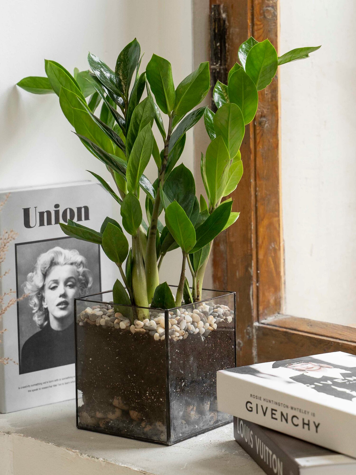 Geo Glass: Замиокулькас домашний в изящном кашпо  долларовое дерево живое