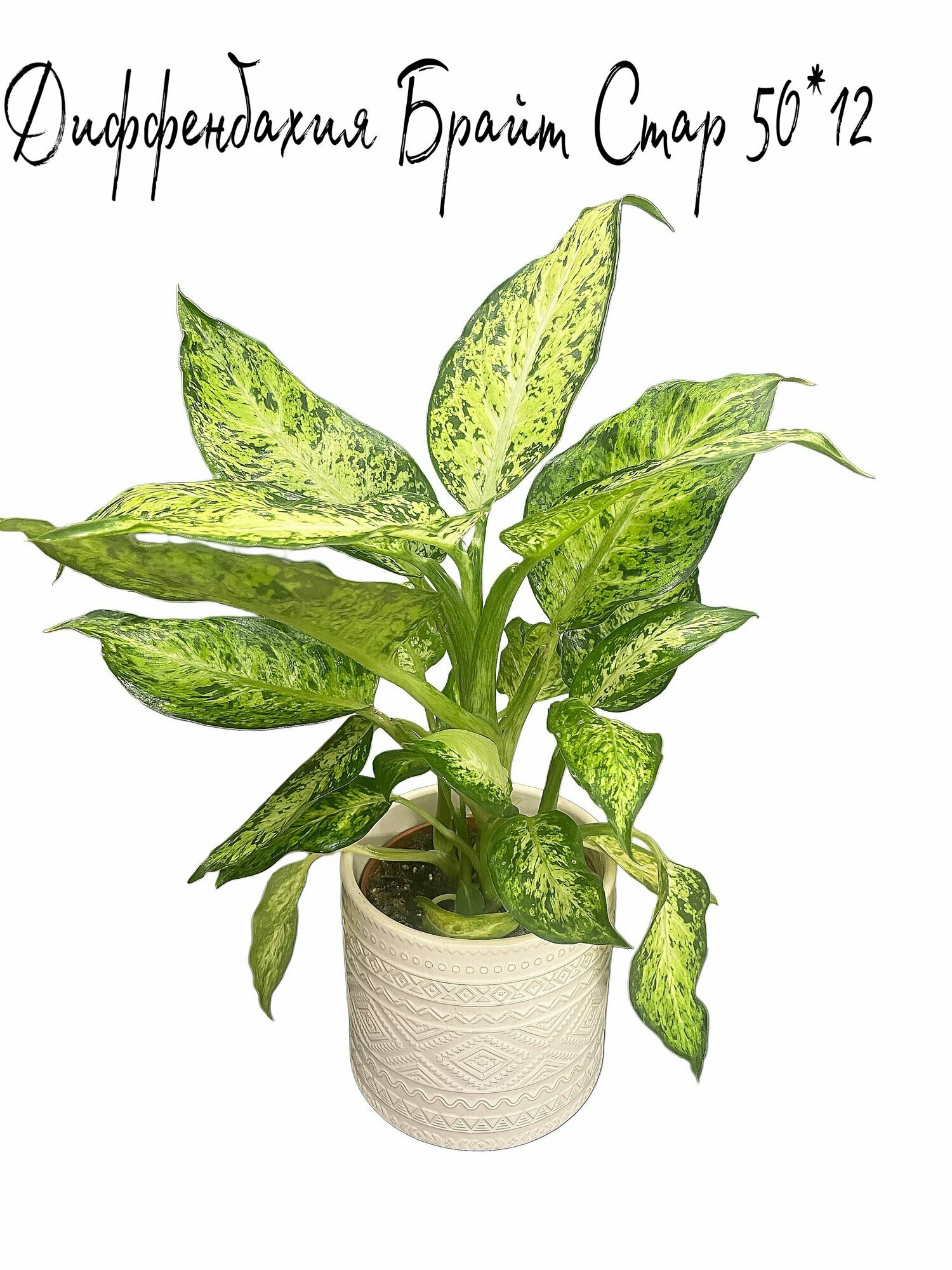 Диффенбахия Брайт Стар 50*12