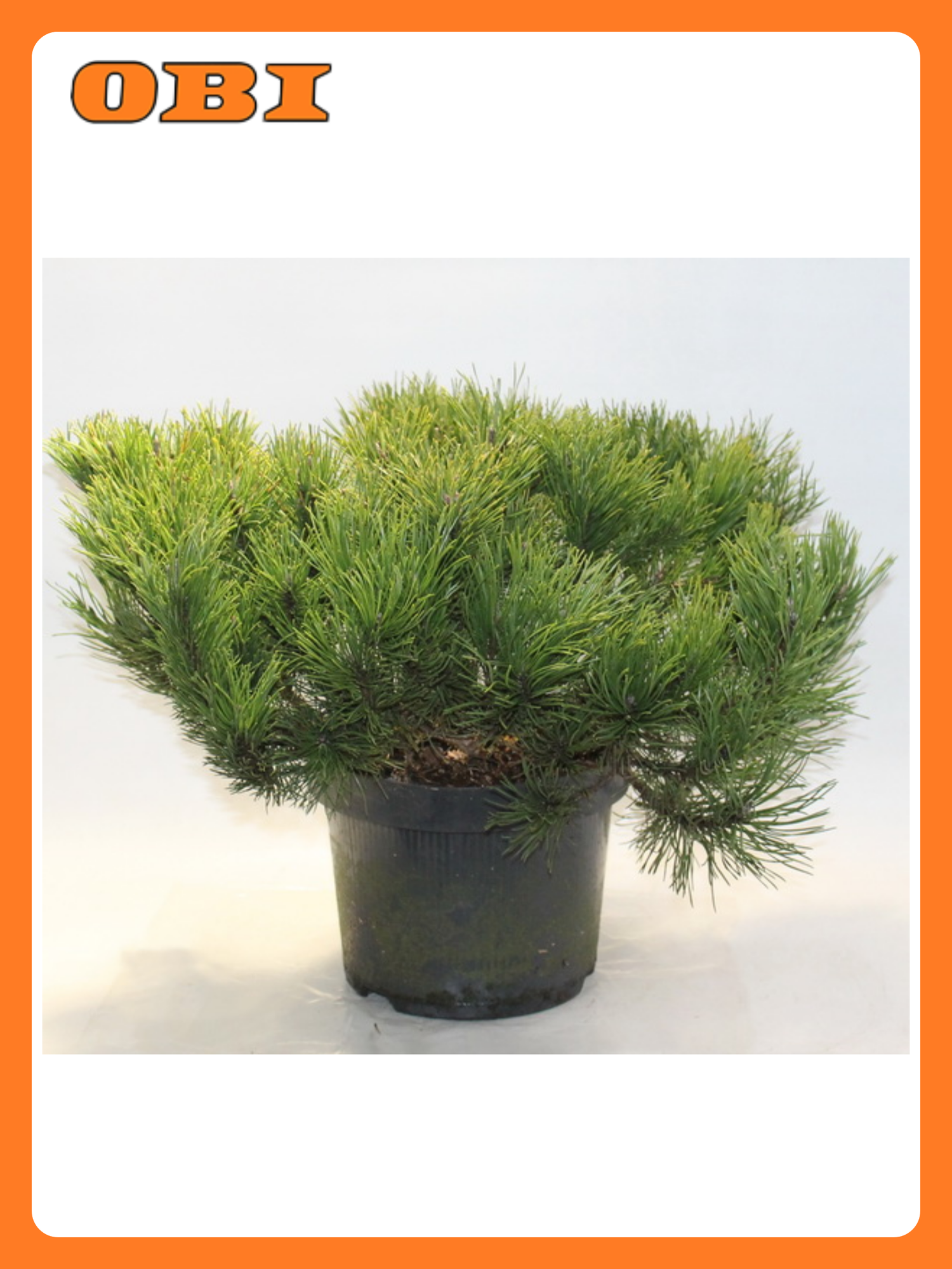 Сосна горная Мугус 881451 морозостойкая высота 50см диаметр кроны 100см