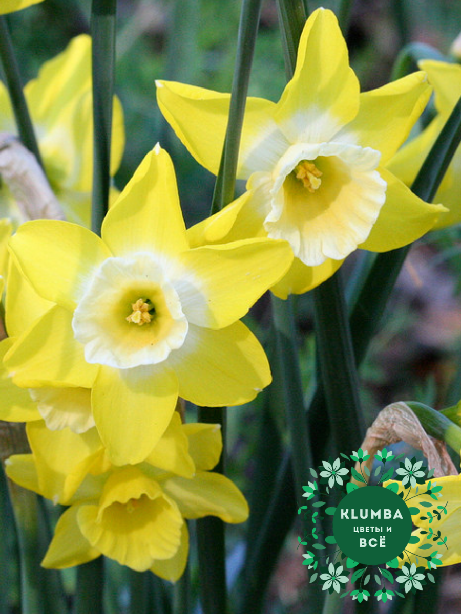 Луковицы цветов Клумба Нарцисс HILLSTAR ( 3 штуки ) желто-белый