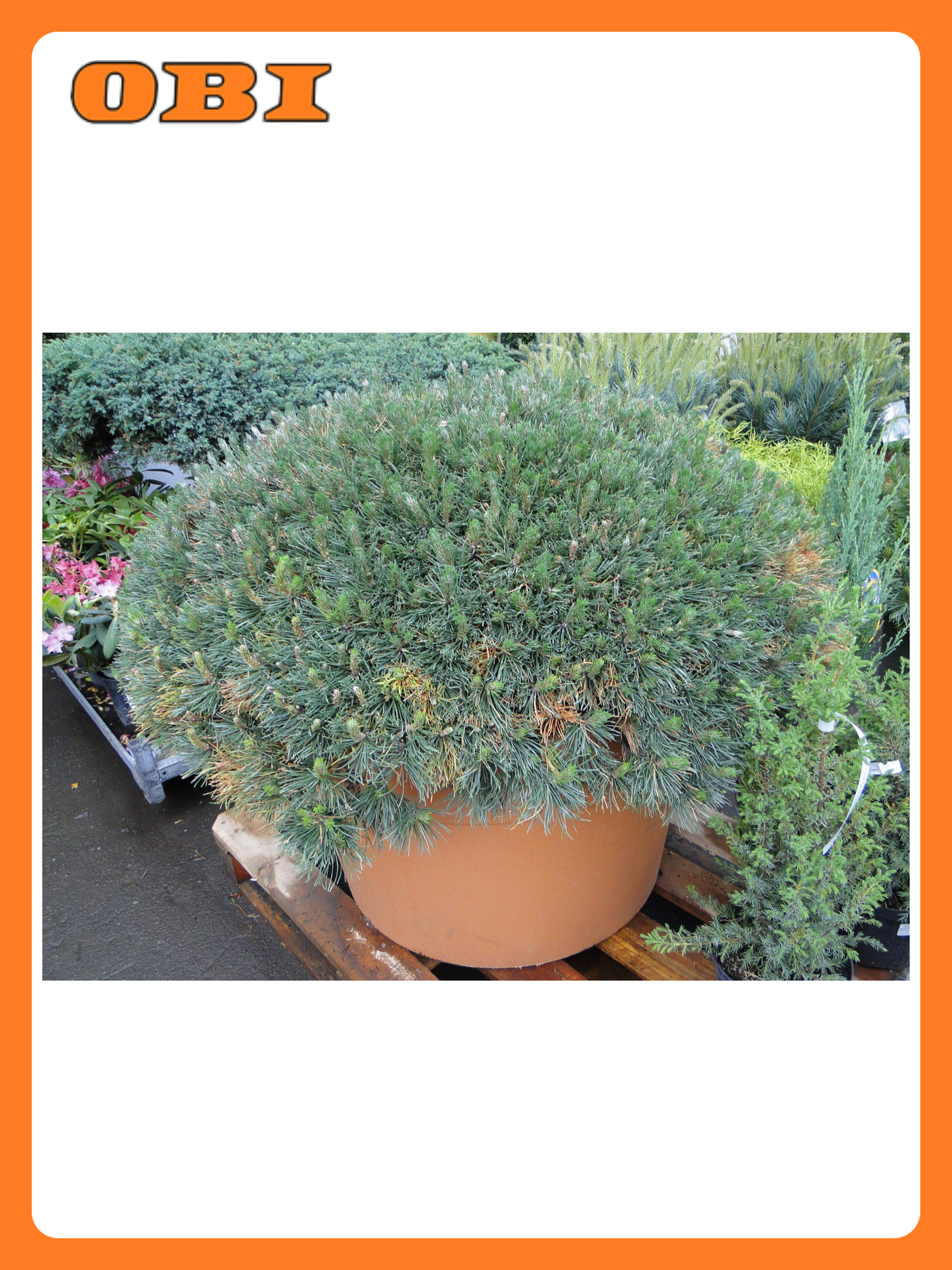 Сосна горная "Пумилио" 882342 многолетнее декоративное растение зеленый цвет