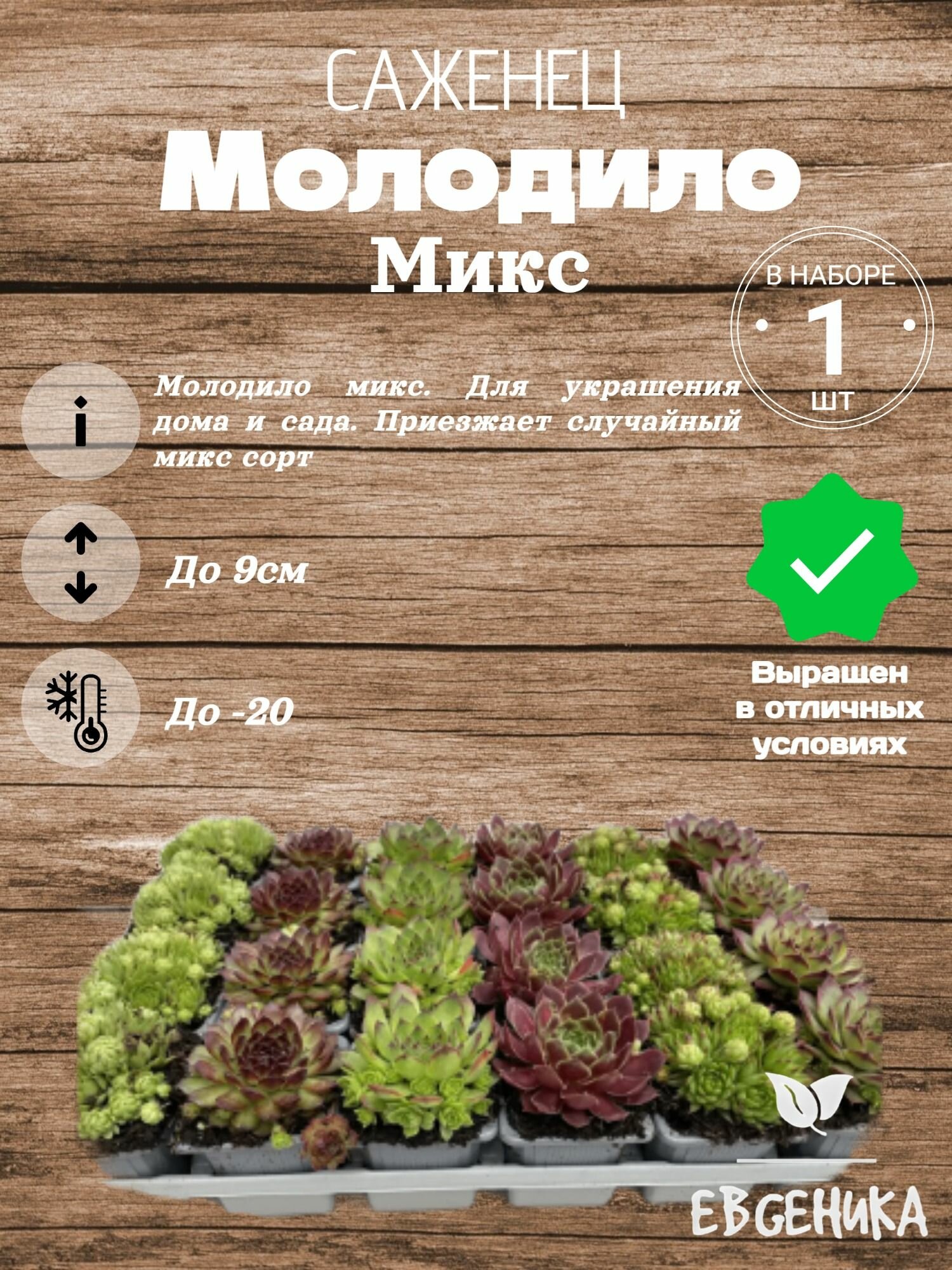 Молодило Микс