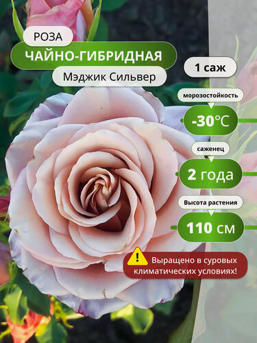 Изображение товара Роза чайно-гибридная "Мэджик Сильвер", бежево-коричневая, многолетняя, высота до 100 см