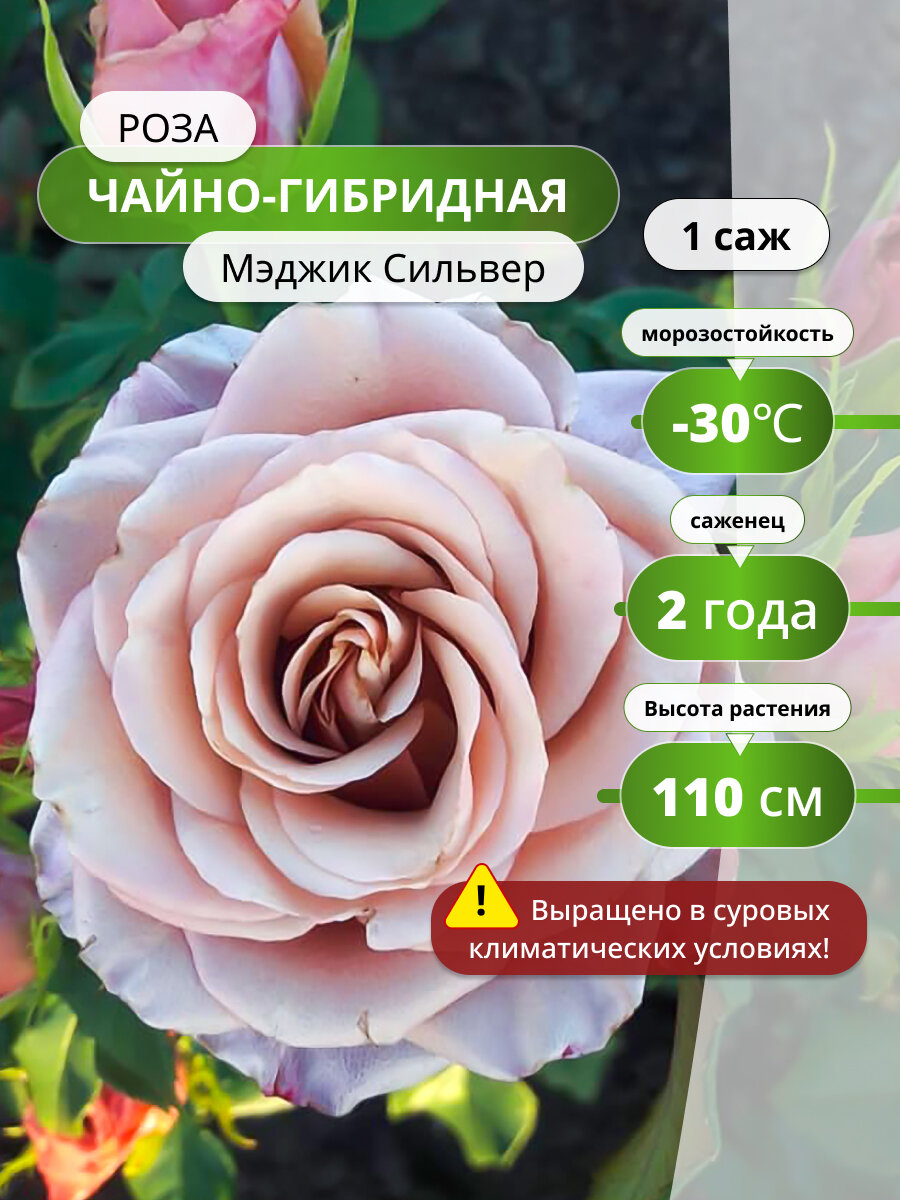 Роза чайно-гибридная Мэджик Сильвер (Magic Silver) / саженец розы