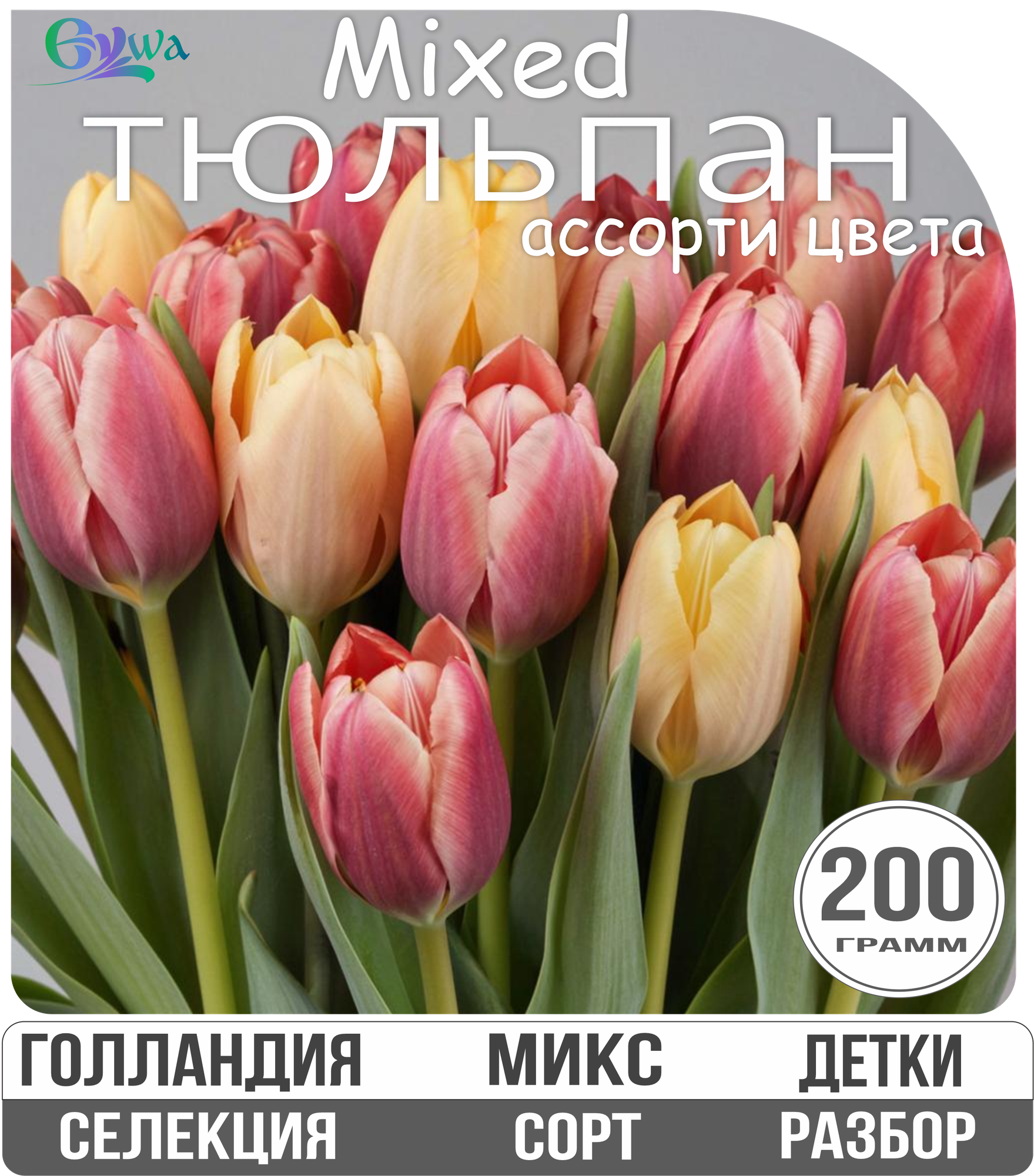 Луковицы-детки тюльпанов 