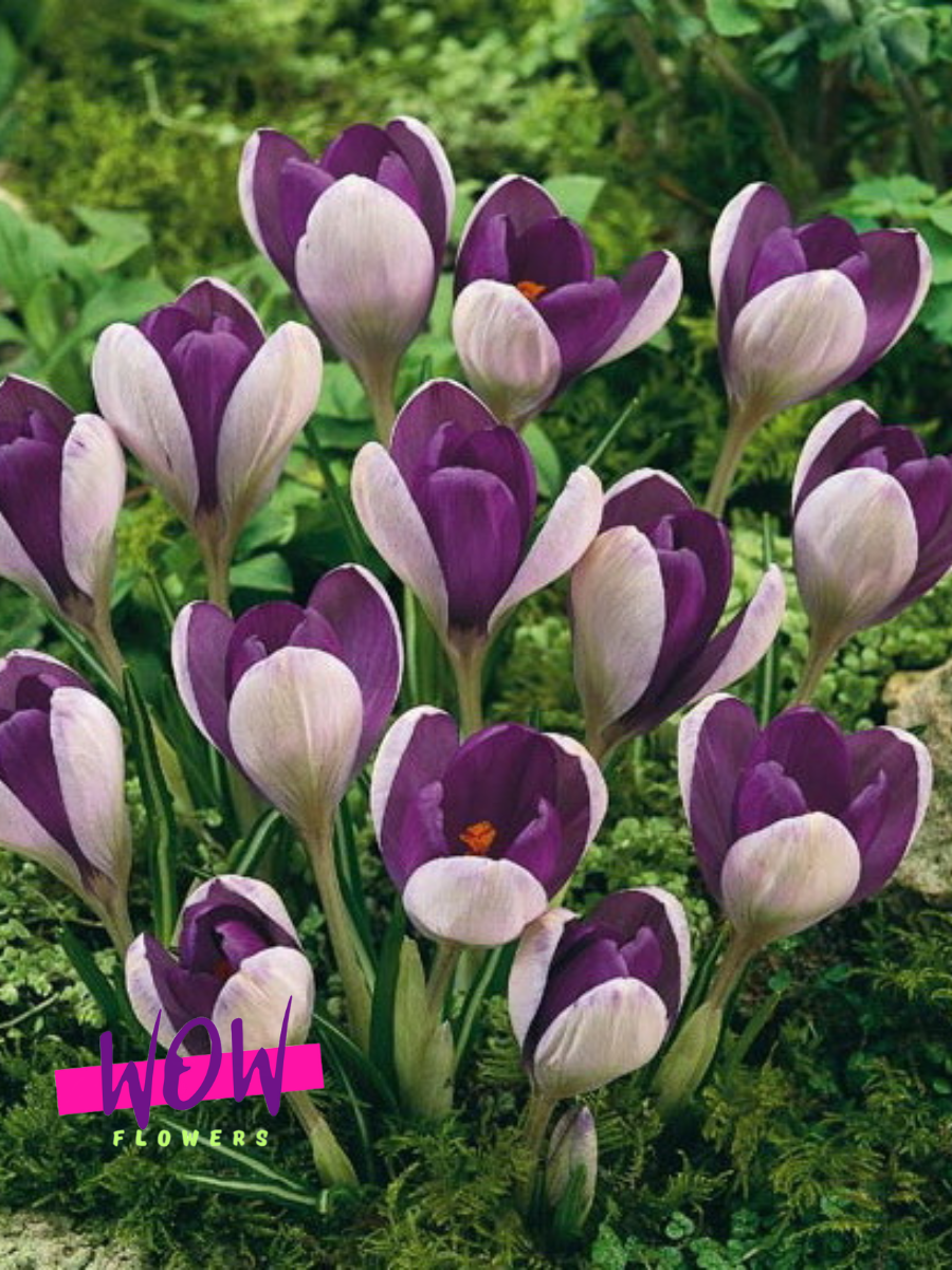Луковицы цветов  WOW FLOWERS  Крокус Вангуард фиолетовый ( 5 штук )