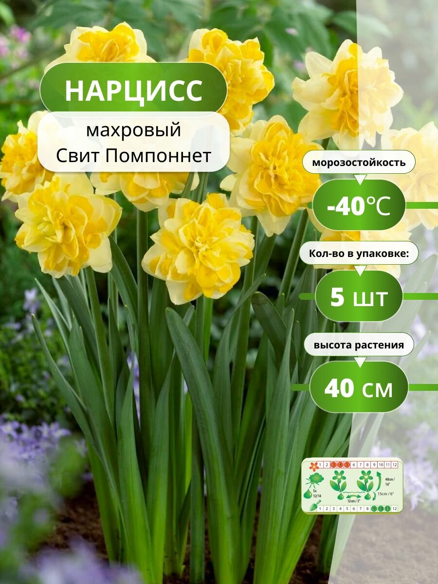 Нарцисс махровый Свит Помпоннет 5 лук / нарциссы луковицы многолетние