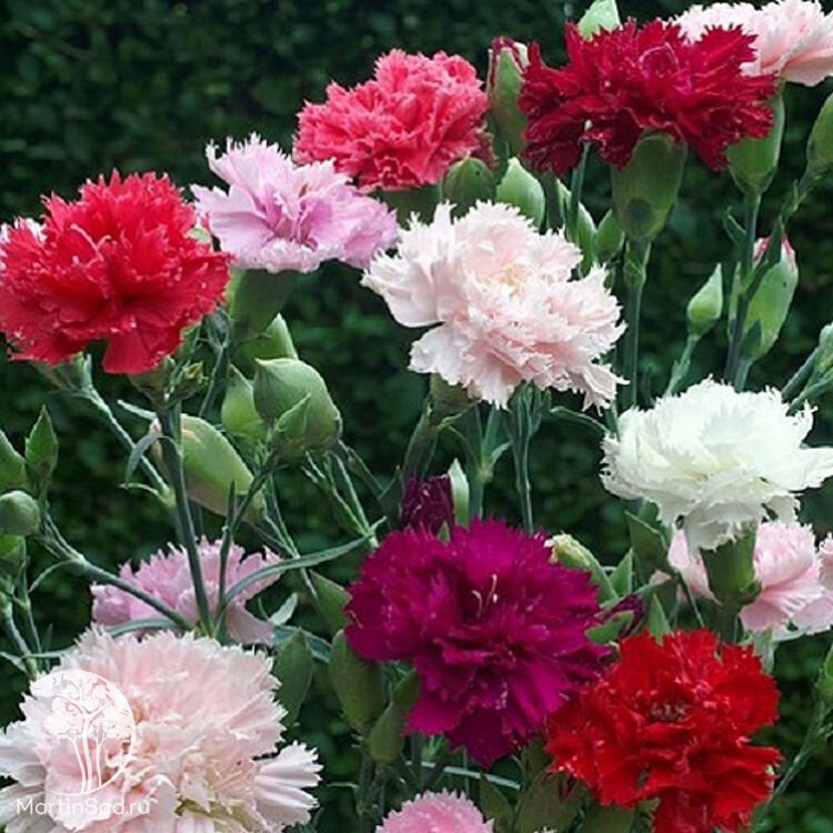 Семена гвоздики Агрохолдинг "Поиск", сорт "Комплимент", 0,1 г — фото 1