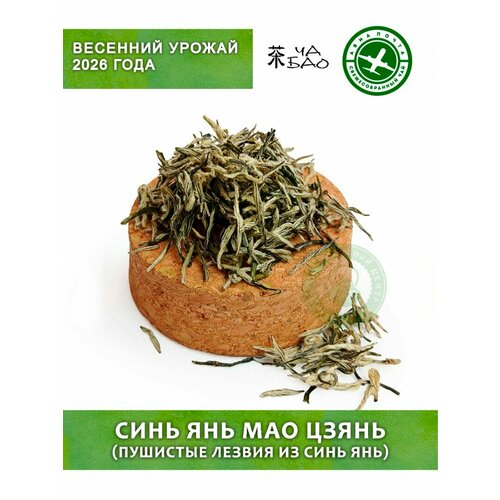 фото Чай зелёный, урожай 2026 - синь янь мао цзянь (пушистые лезвия из синь янь), авиа, 20 гр. ча бао