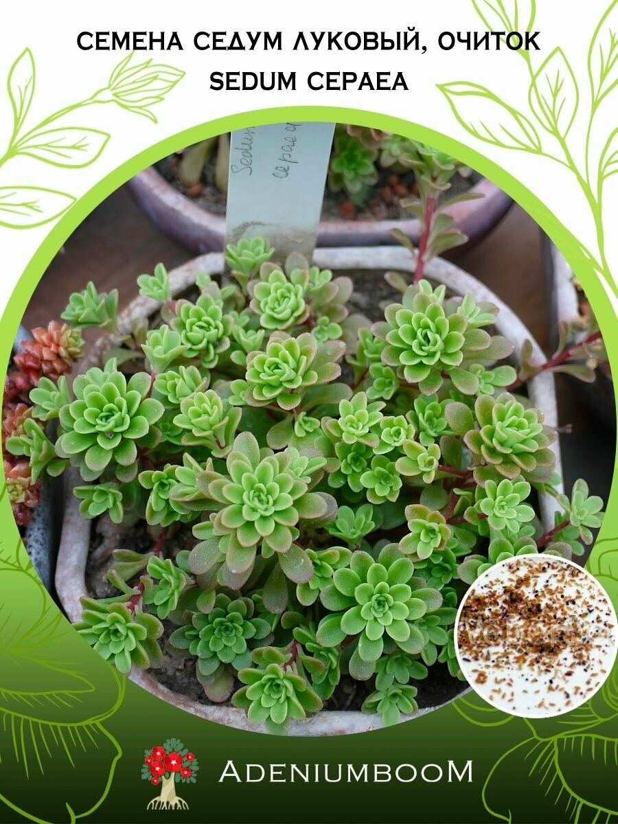 Семена Седум Луковый, Очиток (5 шт.) /Sedum Cepaea, семена редких комнатных цветов, суккулентов многолетних, цветущих растений/AdeniumBoom