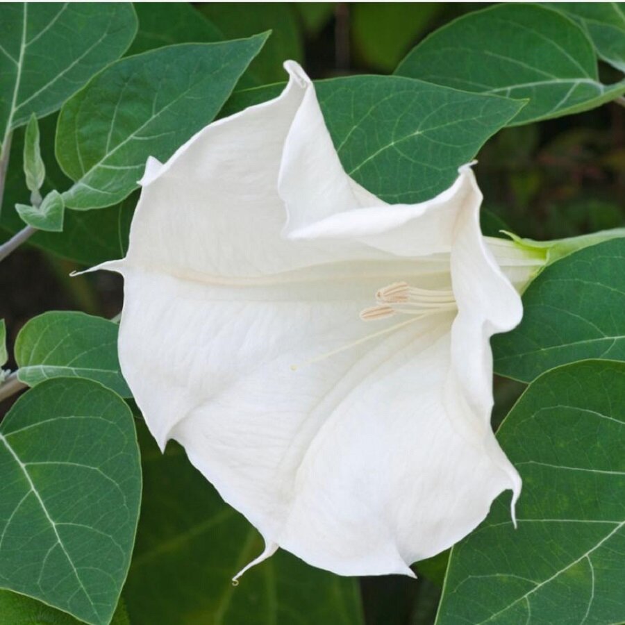 Семена Deodar SEEDS COMPANY Дурман обыкновенный 15 шт.