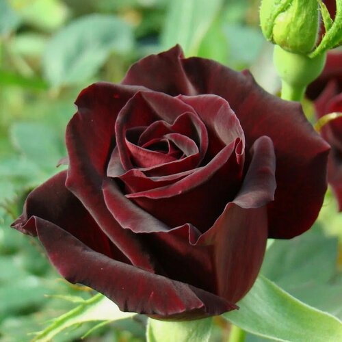 Изображение товара Роза чайно-гибридная Блейк (Rosa Blake) / 1 шт, ароматный сорт