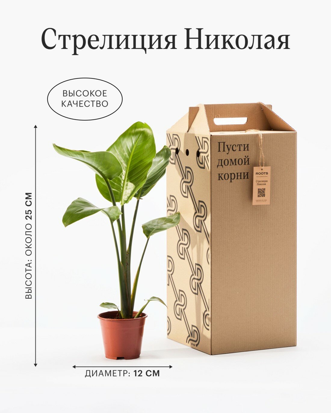 Стрелиция Николая диаметр 12