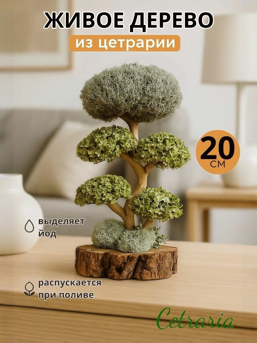 Интерьерное украшение Бонсай из Цетрарии