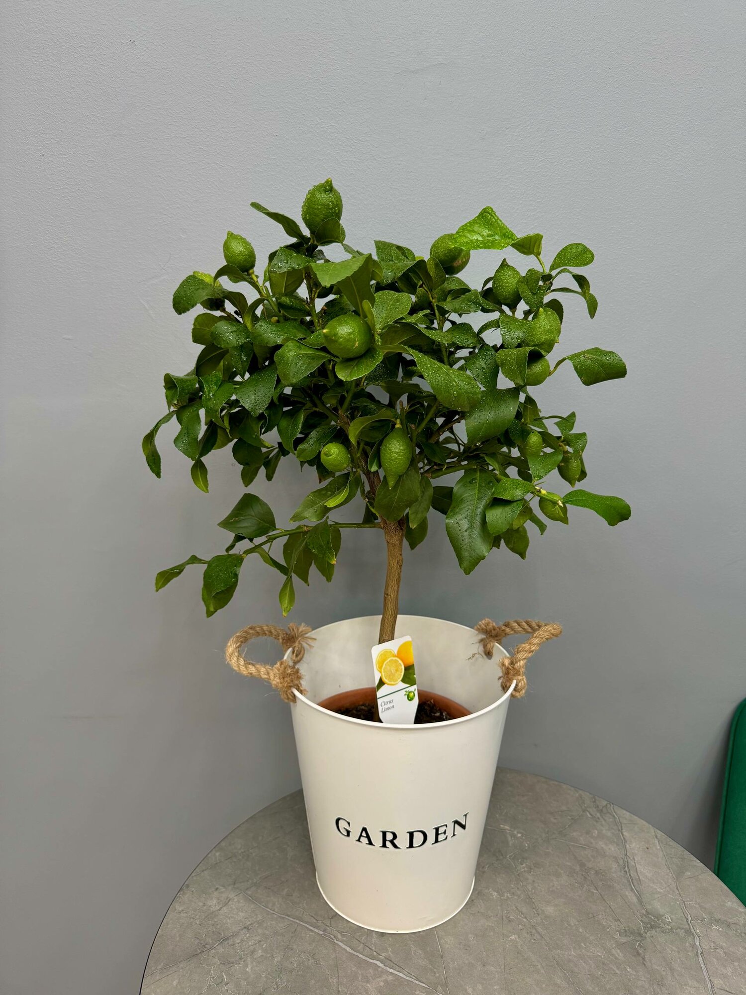 Лимонное дерево в ведерке h 80 см d 22 см от бренда Margo plants