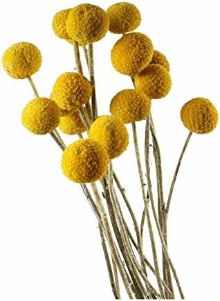 30 штук в лоте, рулоны Fleurs Naturelles de Craspedia, шарики Билли Баттона