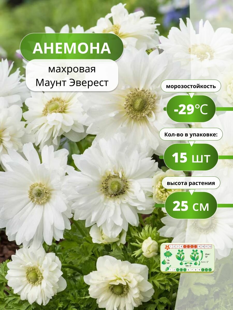 Анемона махровая Маунт Эверест (15 лук) / анемона многолетняя луковицы