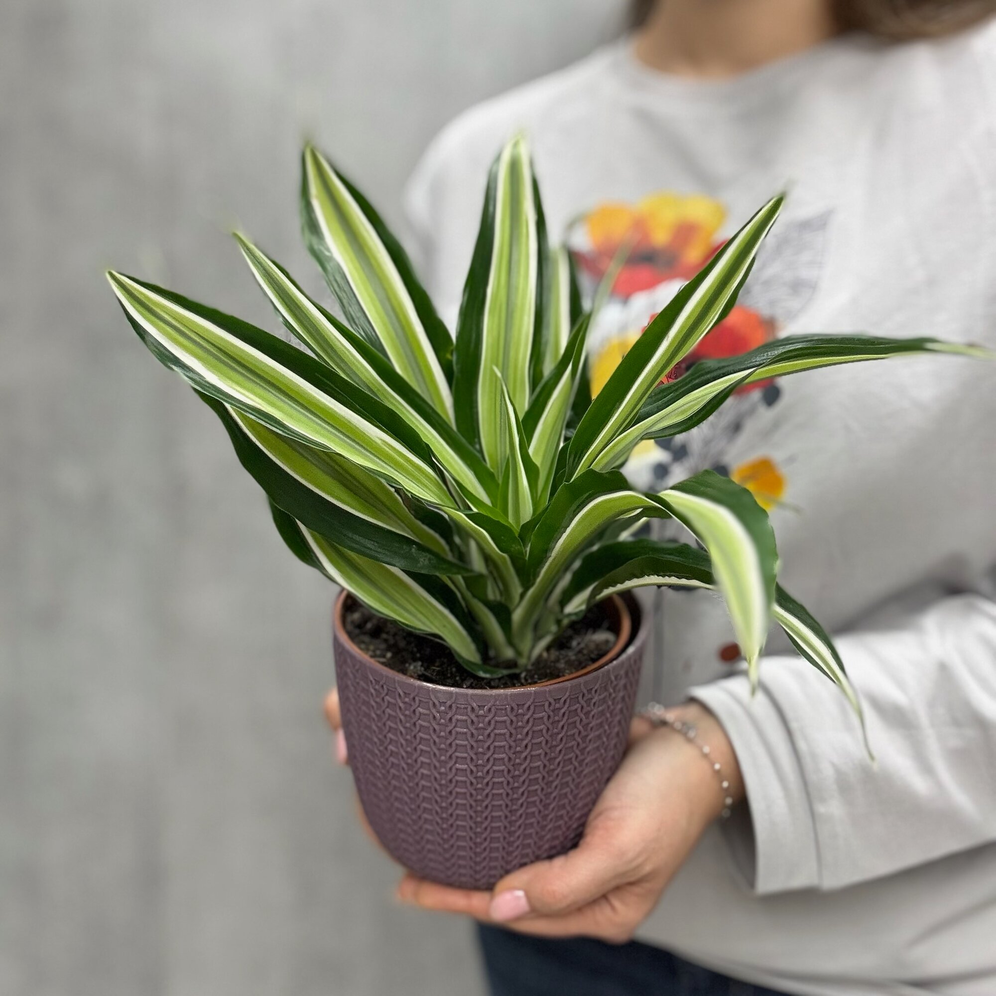 Комнатное растение 