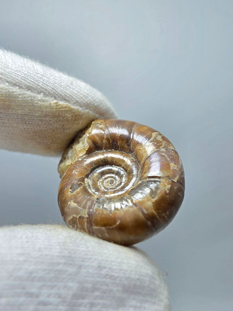 Аммонит перламутровый 26 мм, 9 г. — фото 1
