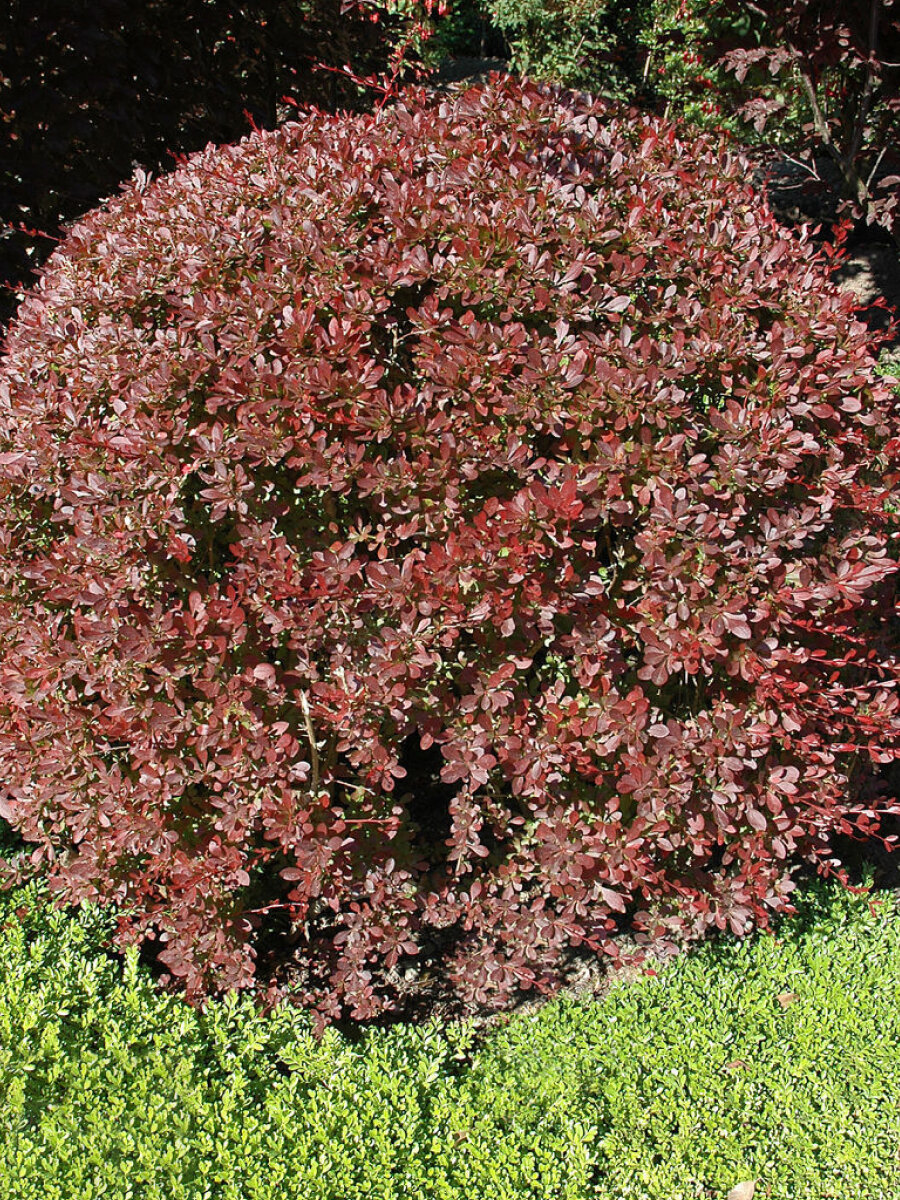 Барбарис тунберга Ред Чиф (Berberis thunbergii Red Chief) / морозостойкий сорт