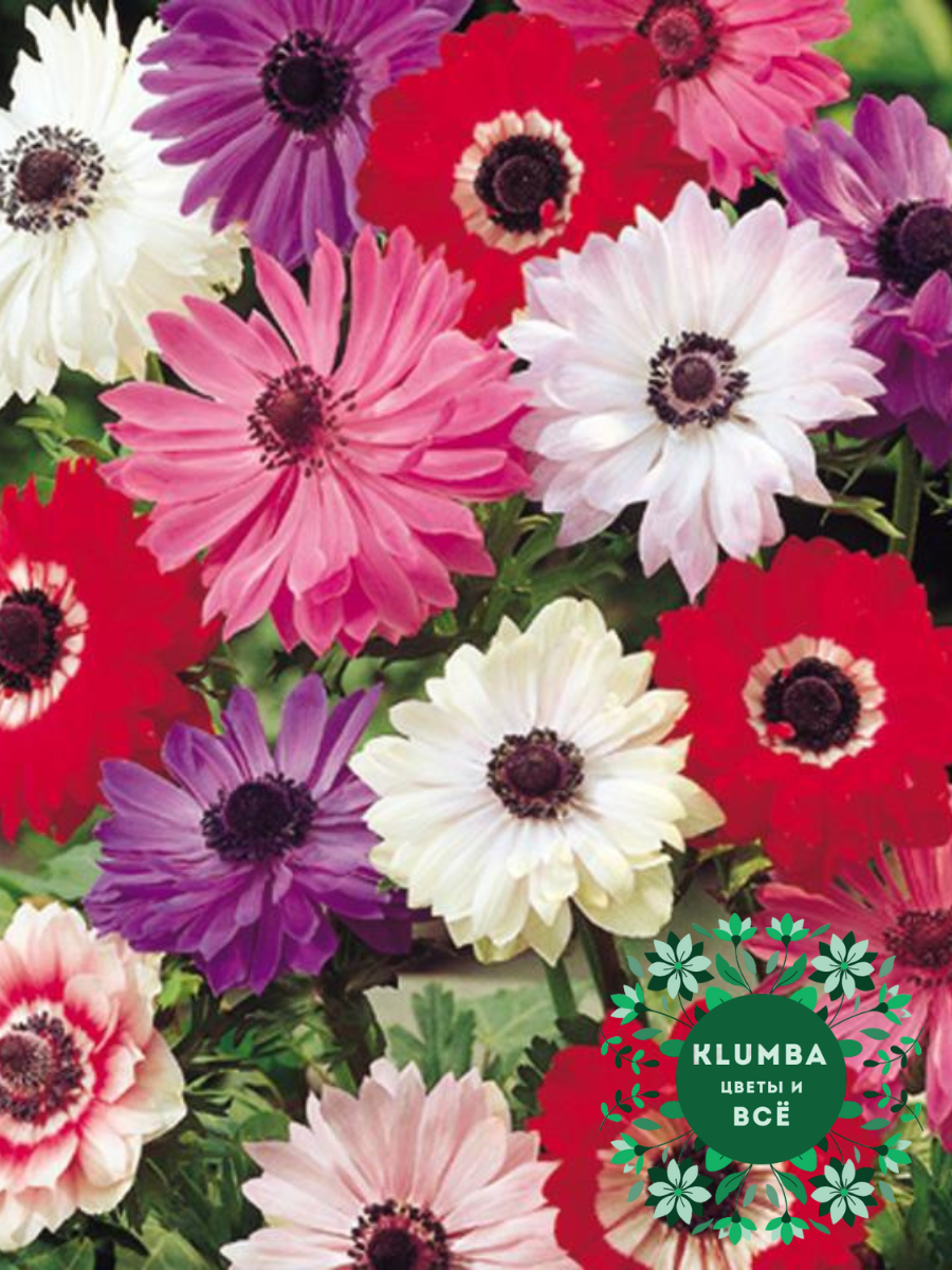 Луковицы цветов  Клумба  Анемоны St. Brigid ( 20 шт )разноцветный