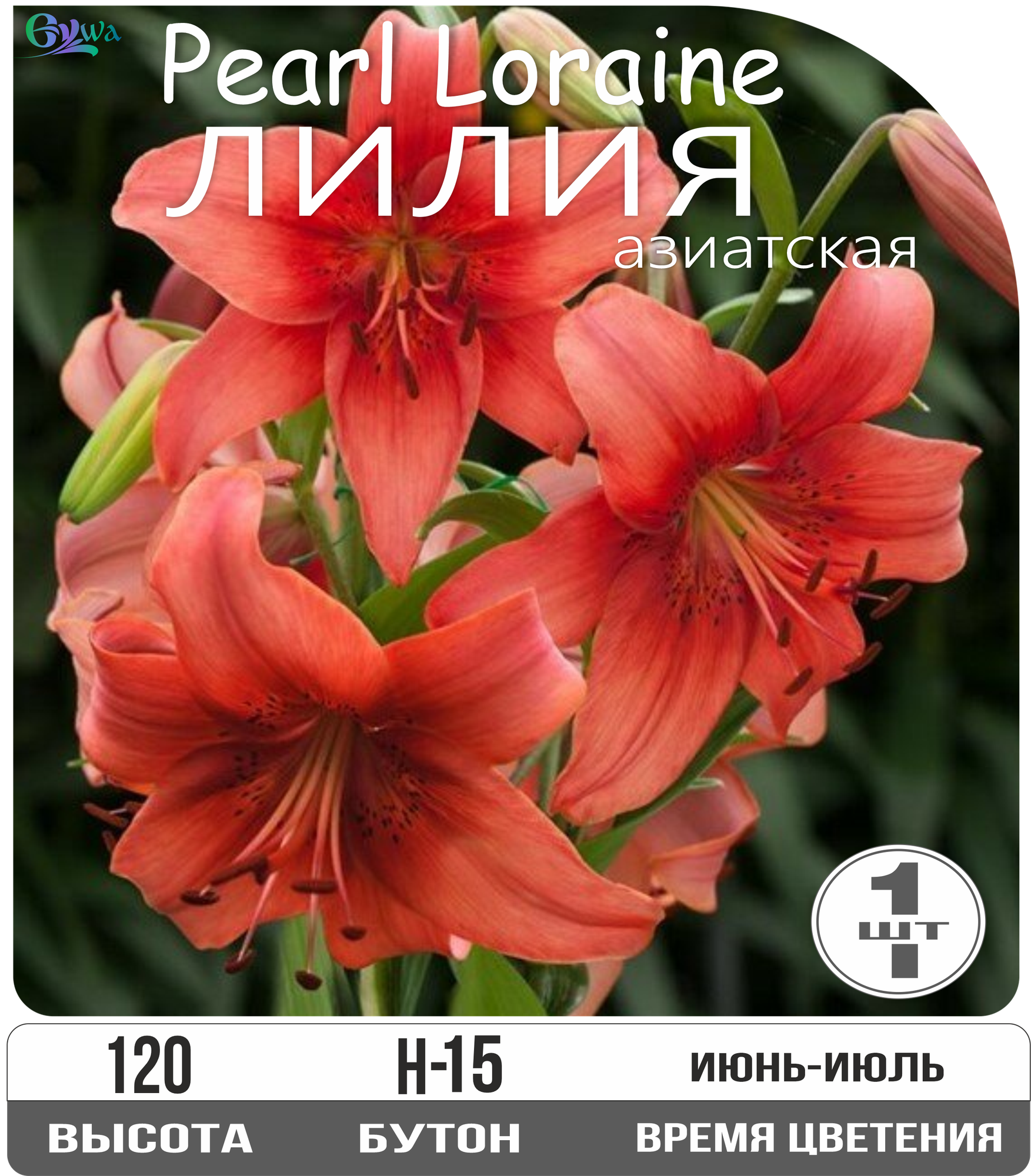 Лилия луковица 