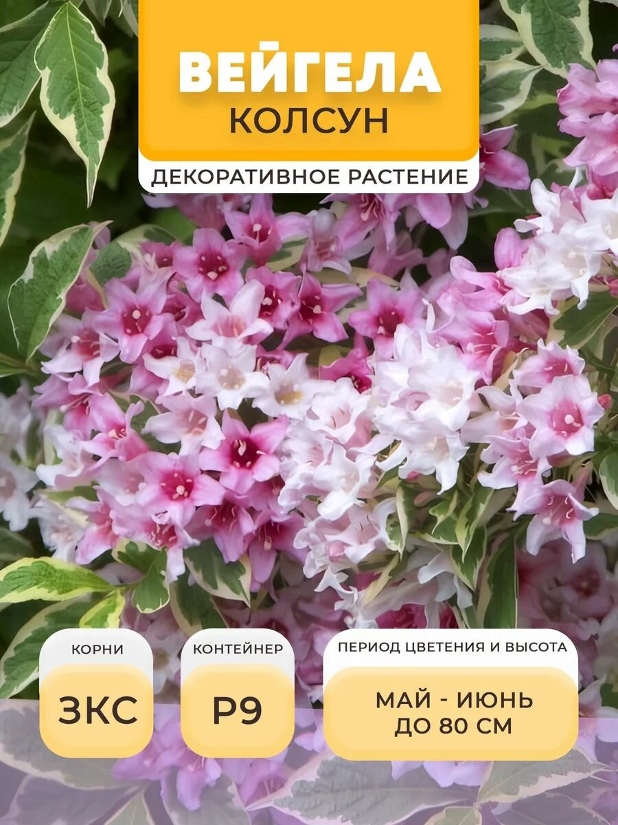 Вейгела саженец Колсун в горшке P9 05 л многолетнее | Микроклон