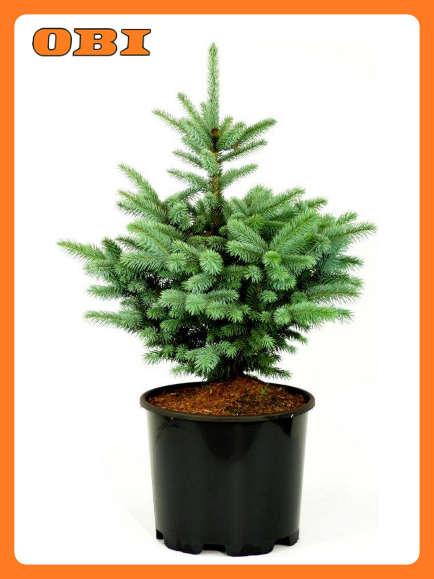 Растение ЕЛЬ колючая глаука