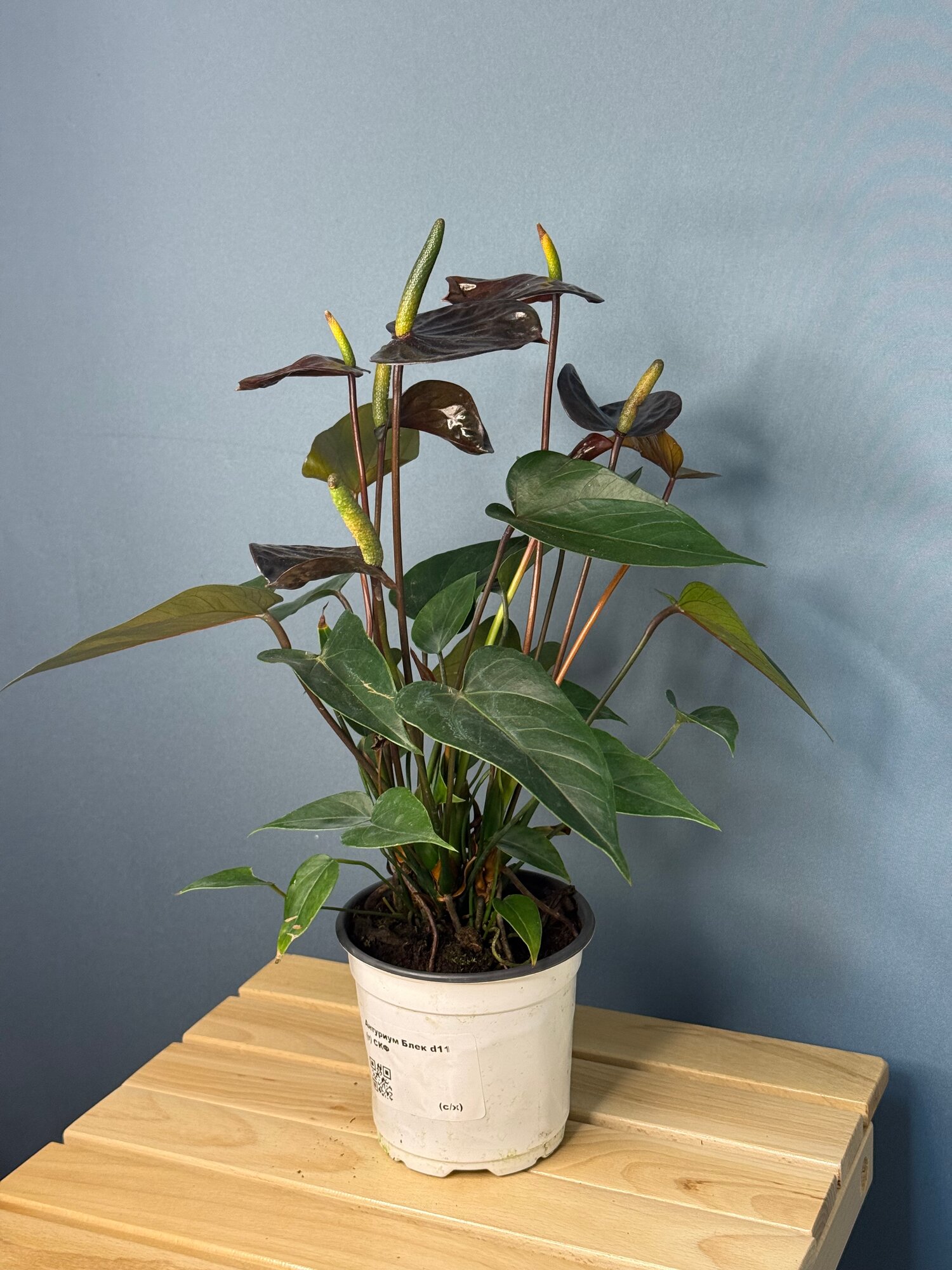 Антуриум Андре «Black» (Anthurium andreanum) — эффектная новинка с тёмными прицветниками