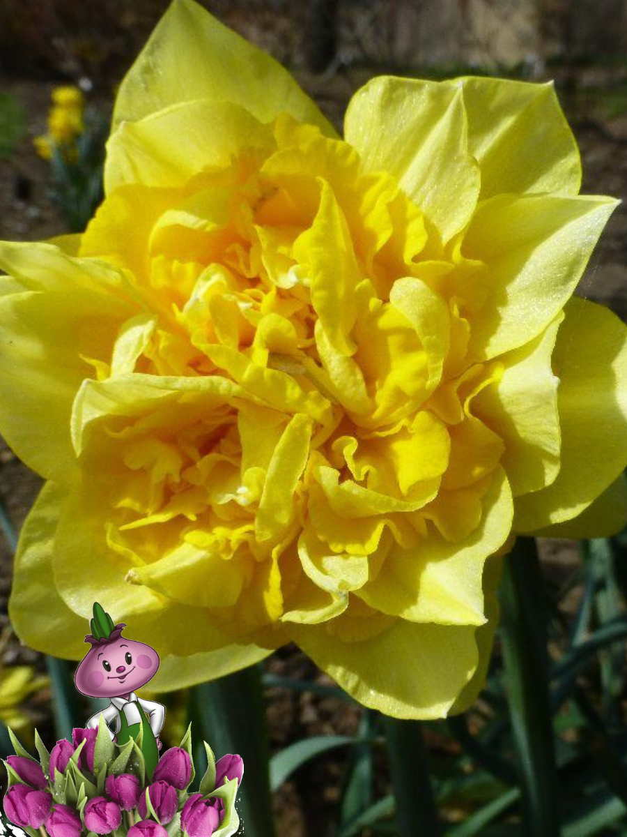 Луковицы цветов Chipollino flowers Нарцисс DICK WILDEN (3 луковицы)
