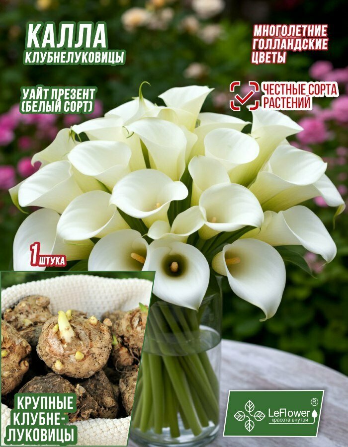 Калла Клубнелуковица Уайт Презент 1 шт.