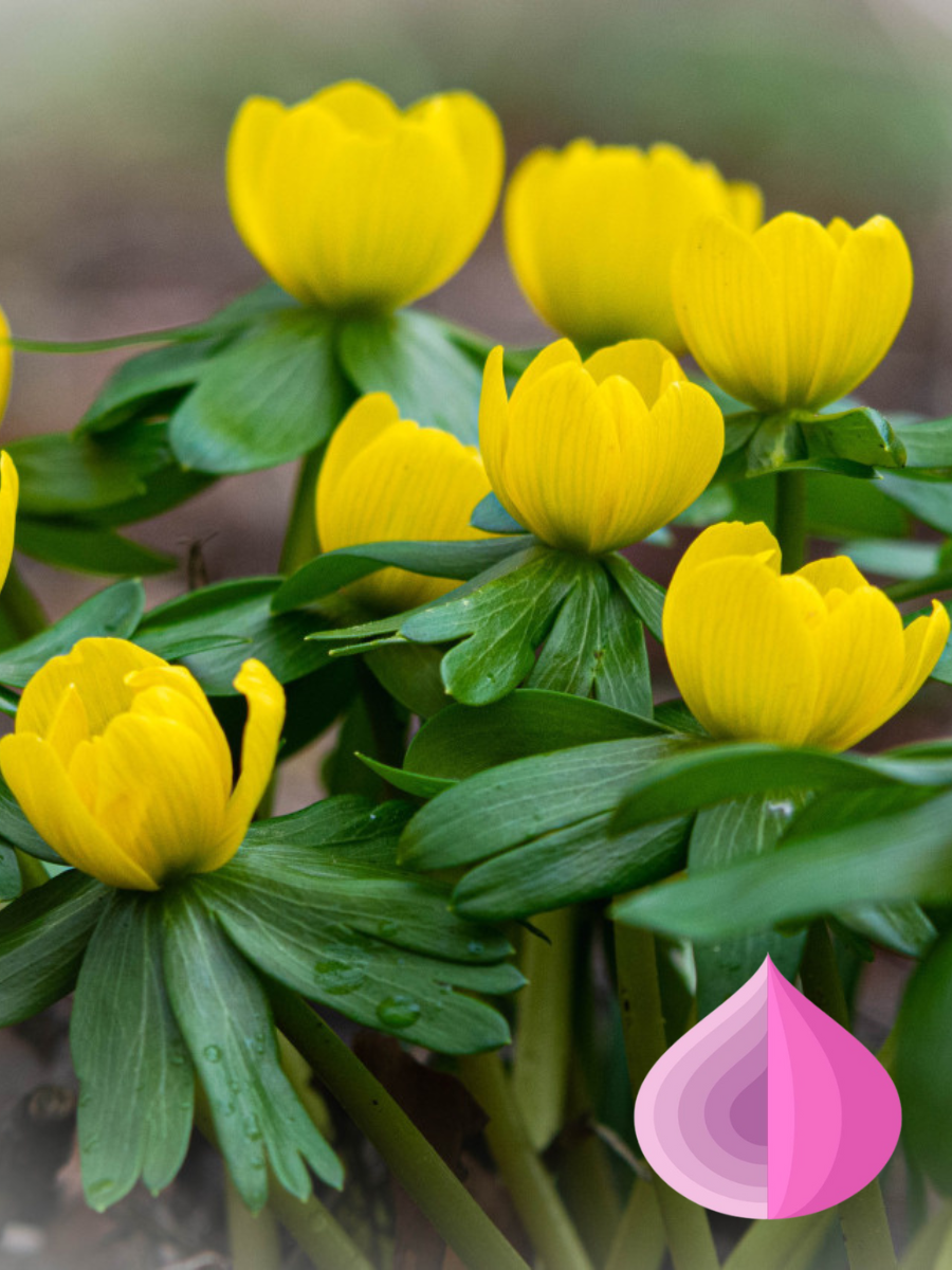 Луковицы цветов bulbs servise Эрантис Киликийский (10 штук)