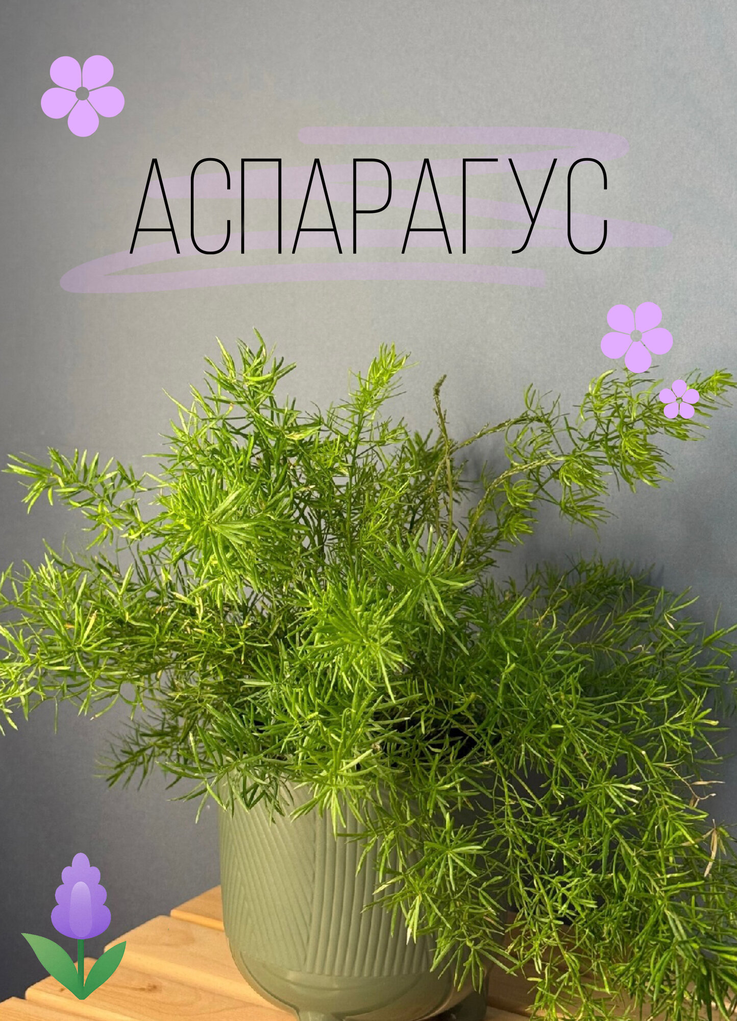 Аспарагус Мейера (Asparagus densiflorus ‘Meyeri’) — воздушная зелень для уюта и свежести