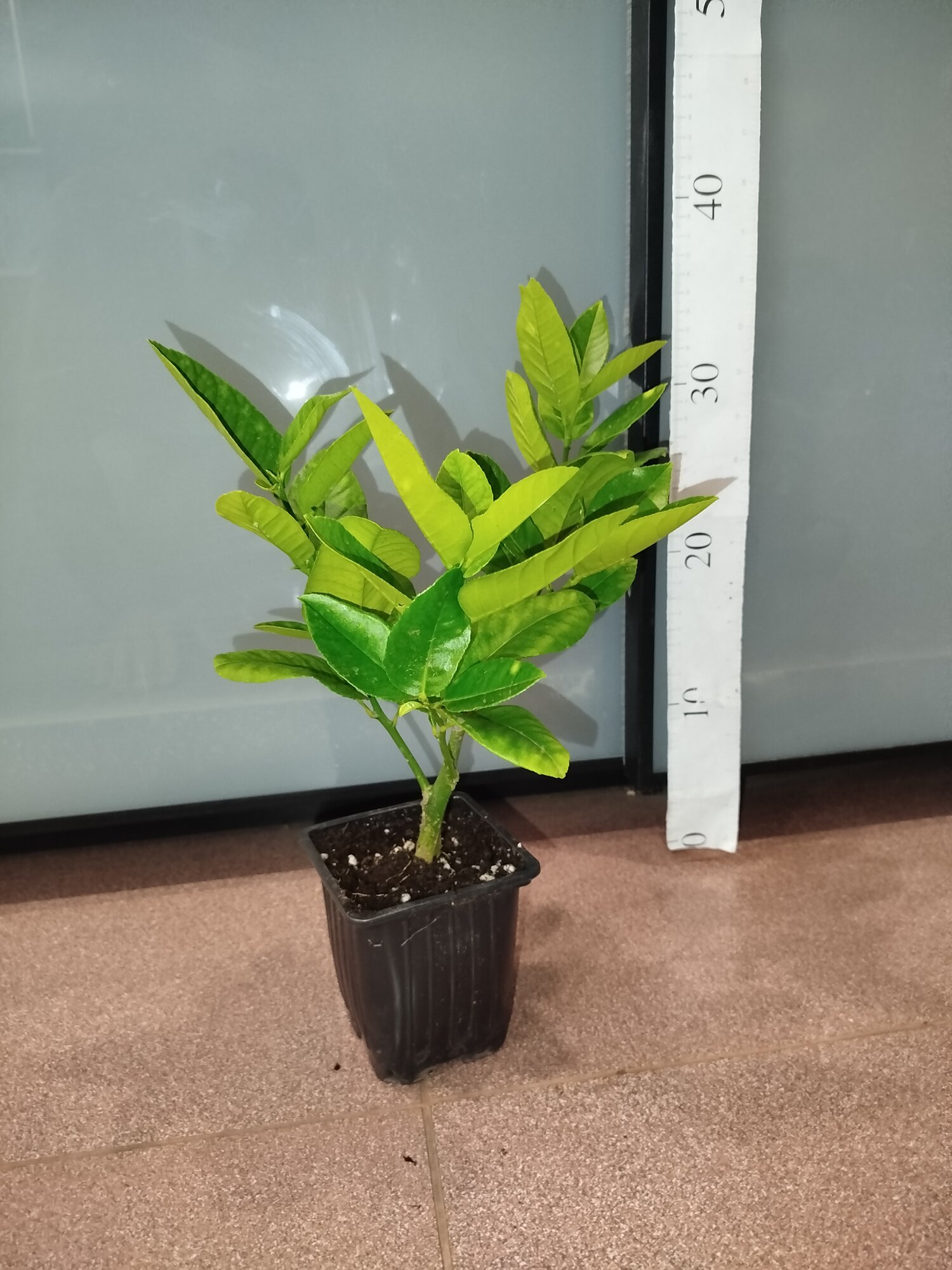 Лимон пандероза