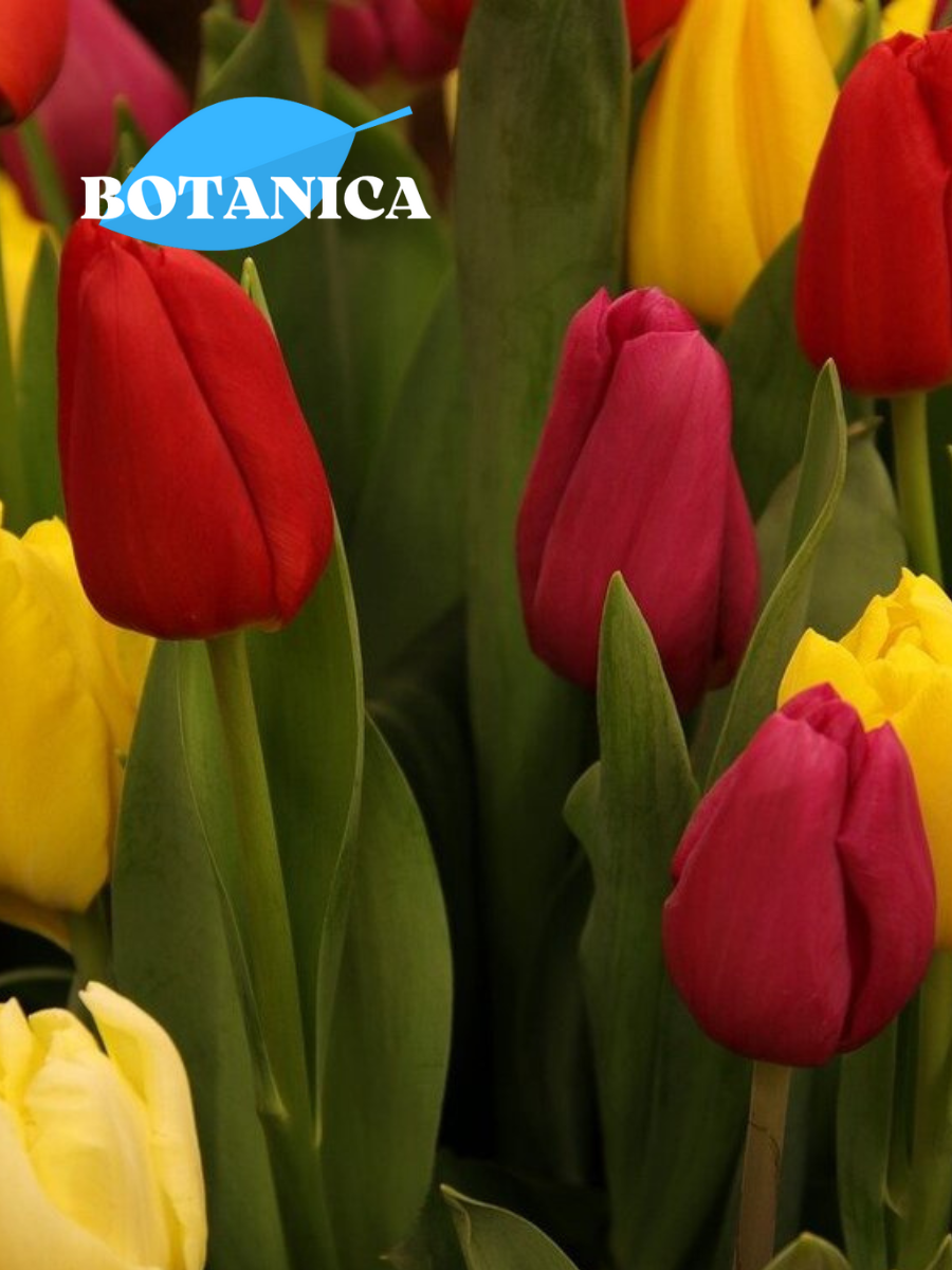 Луковицы цветов, botanica garden, Тюльпаны Красно-Желтый Микс 5 штук