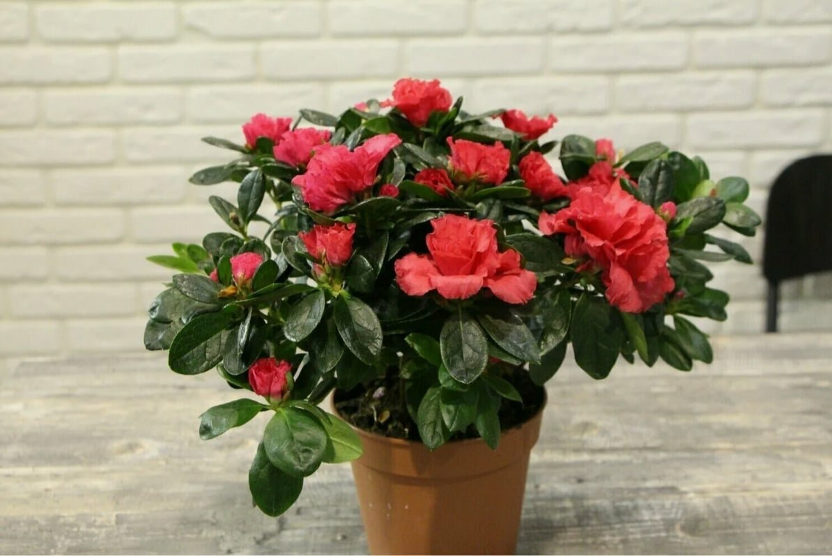 Кислый торф Торфуша, улучшение структуры почвы, для растений, 5л — фото 1