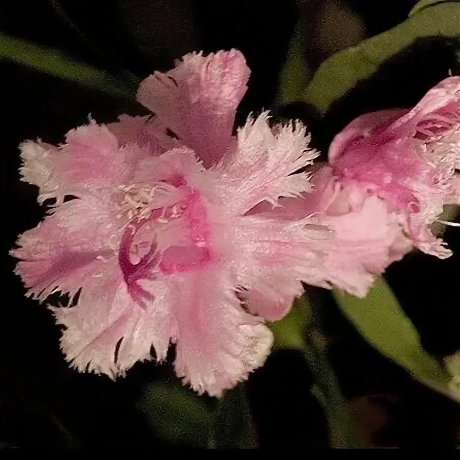 Шлюмбергера микс