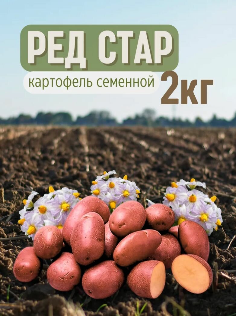 Картофель семенной Ред стар 2 кг