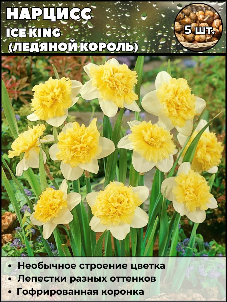 Нарцисс Ледяной король луковицы 5 штук