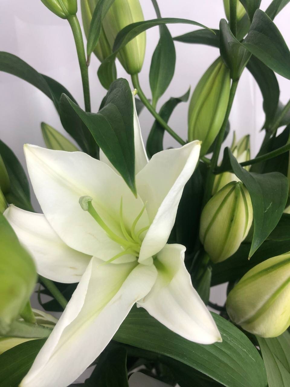 Монобукет из ароматной белой Лилии в авторской упаковке 5 веток