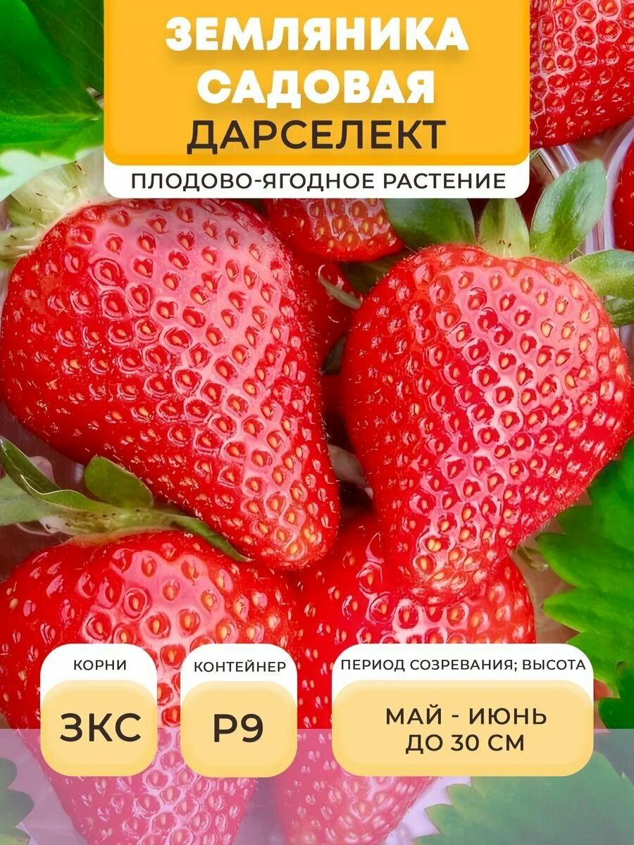 Земляника садовая саженец Дарселект в горшке P9 05 л многолетнее | Микроклон